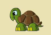 Turtle Dreams To Fly
